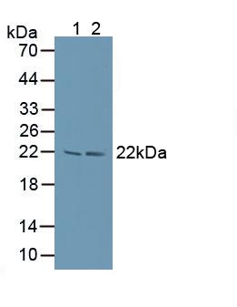 Polyclonal Antibody to Large Multifunctional Peptidase 7 (LMP7)