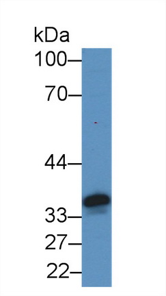Polyclonal Antibody to Ataxin 2 Binding Protein 1 (A2BP1)