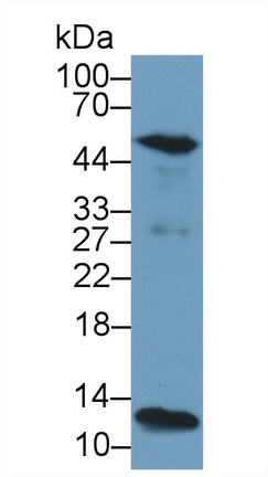 Polyclonal Antibody to Caspase 1 (CASP1)
