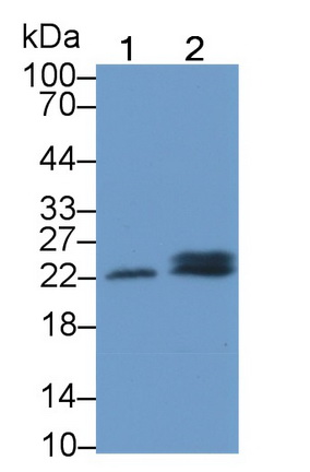 Polyclonal Antibody to Surfactant Protein C (SP-C)