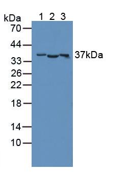 Polyclonal Antibody to CD300 Antigen Like Family Member C (CD300c)