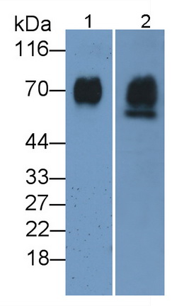 Polyclonal Antibody to Golgi Phosphoprotein 2 (GOLPH2)
