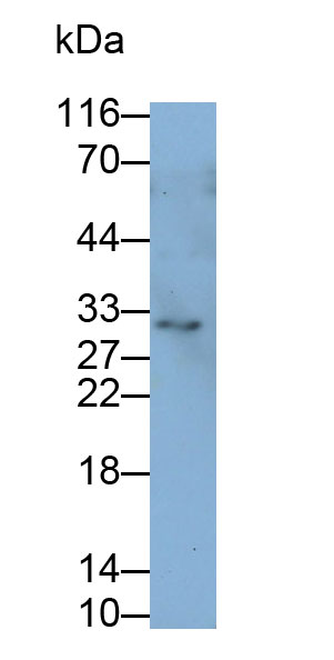 Polyclonal Antibody to B-Cell Activating Factor (BAFF)