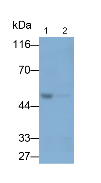 Polyclonal Antibody to Angiopoietin Like Protein 3 (ANGPTL3)
