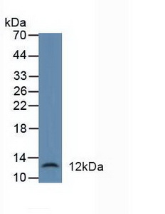 Polyclonal Antibody to Defensin Alpha 1, Neutrophil (DEFa1)