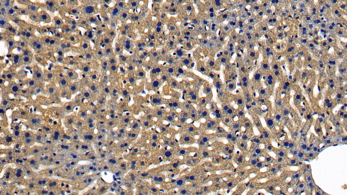 Polyclonal Antibody to Myeloid Differentiation Factor 88 (MyD88)