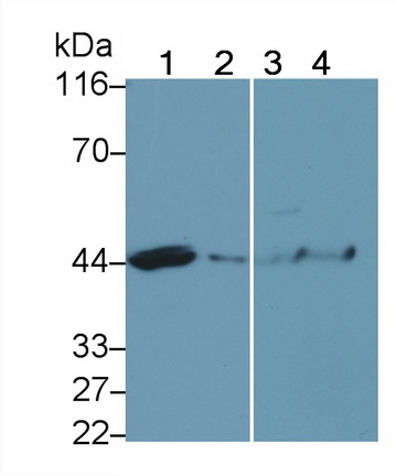 Polyclonal Antibody to Caspase 4 (CASP4)