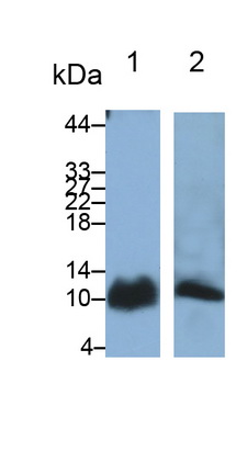 Polyclonal Antibody to S100 Calcium Binding Protein A6 (S100A6)