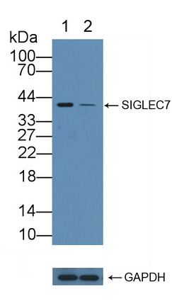 Polyclonal Antibody to Sialic Acid Binding Ig Like Lectin 7 (SIGLEC7)