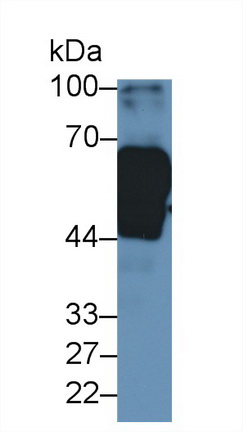Polyclonal Antibody to High Molecular Weight Kininogen (HMWK)