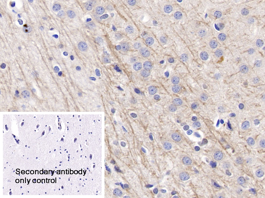 Polyclonal Antibody to Neuregulin 1 (NRG1)