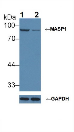 Polyclonal Antibody to Mannose Associated Serine Protease 1 (MASP1)