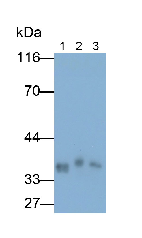Polyclonal Antibody to Glyceraldehyde-3-Phosphate Dehydrogenase (GAPDH)