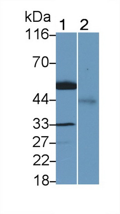 Polyclonal Antibody to Leucine Rich Alpha-2-Glycoprotein 1 (LRG1)