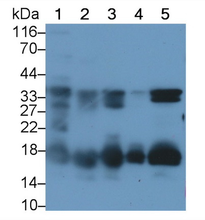 Polyclonal Antibody to Syndecan 4 (SDC4)