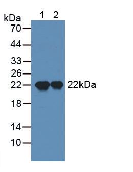 Polyclonal Antibody to Sperm Protein 17 (Sp17)