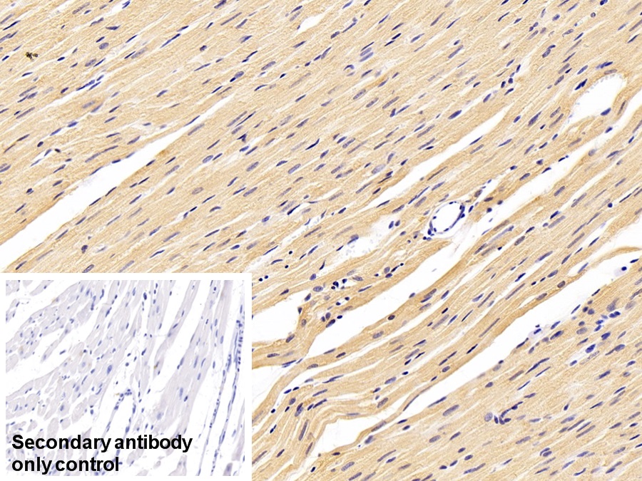 Polyclonal Antibody to Calpain 1 (CAPN1)