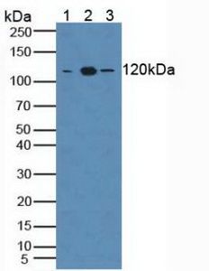 Polyclonal Antibody to Toll Like Receptor 8 (TLR8)
