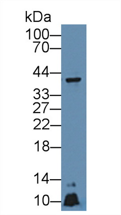 Polyclonal Antibody to Apolipoprotein A5 (APOA5)