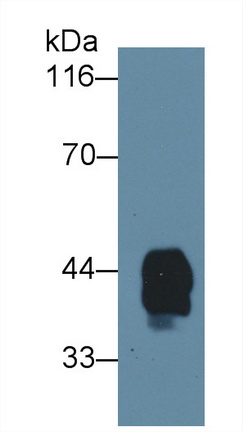 Polyclonal Antibody to Haptoglobin Related Protein (HPR)