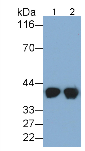 Polyclonal Antibody to Haptoglobin Related Protein (HPR)