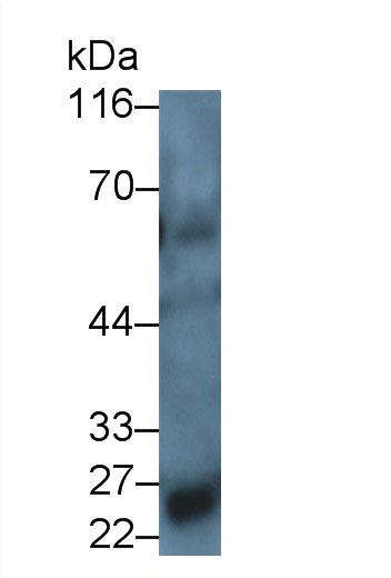 Polyclonal Antibody to Interleukin 34 (IL34)