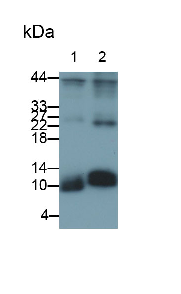 Polyclonal Antibody to S100 Calcium Binding Protein A4 (S100A4)