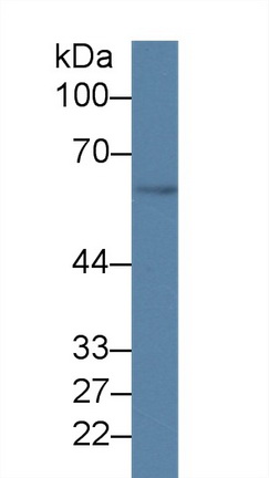 Polyclonal Antibody to Growth Differentiation Factor 5 (GDF5)