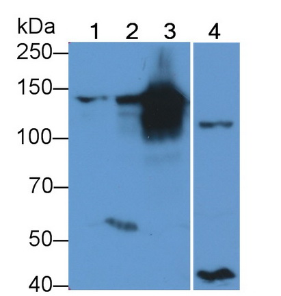 Polyclonal Antibody to Collagen Type VI Alpha 1 (COL6a1)