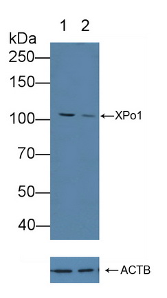 Polyclonal Antibody to Exportin 1 (XPO1)