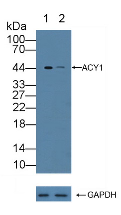 Polyclonal Antibody to Aminoacylase 1 (ACY1)