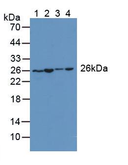 Polyclonal Antibody to Adenylate Kinase 2 (AK2)