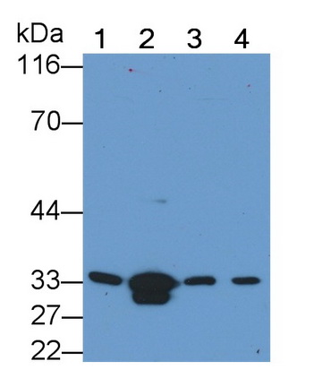 Polyclonal Antibody to Caspase 6 (CASP6)