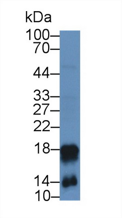 Polyclonal Antibody to Cathelicidin Antimicrobial Peptide (CAMP)