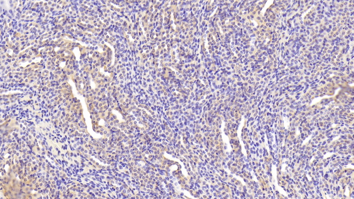 Polyclonal Antibody to Ectodysplasin A (EDA)