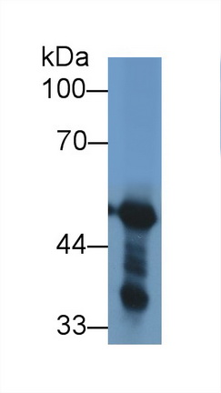 Polyclonal Antibody to Fibrinogen Gamma (FGg)