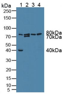 Polyclonal Antibody to G-Elongation Factor, Mitochondrial 1 (GFM1)