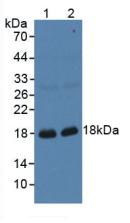 Polyclonal Antibody to Gastrokine 1 (GKN1)