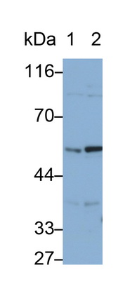 Polyclonal Antibody to Vanin 1 (VNN1)