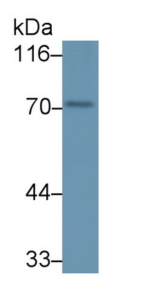 Polyclonal Antibody to Peptidyl Arginine Deiminase Type I (PADI1)