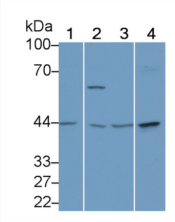 Polyclonal Antibody to Purine Rich Element Binding Protein A (PURA)