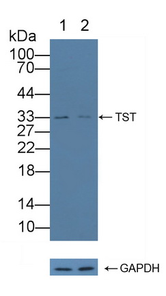 Polyclonal Antibody to Thiosulfate Sulfurtransferase (TST)