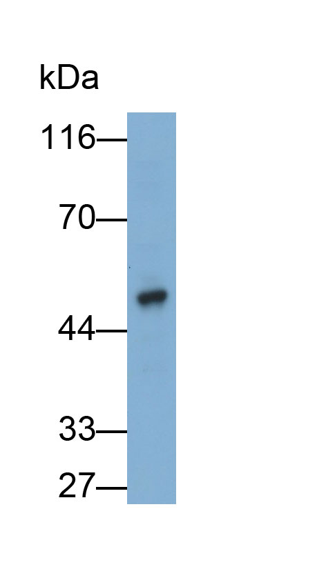 Polyclonal Antibody to Tuftelin (TUFT)