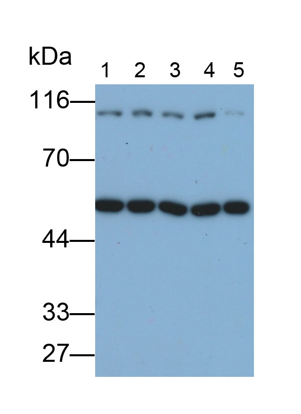 Polyclonal Antibody to Stabilin 1 (STAB1)