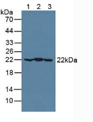 Polyclonal Antibody to Crystallin Alpha B (CRYaB)