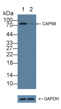 Polyclonal Antibody to Calpain 9 (CAPN9)