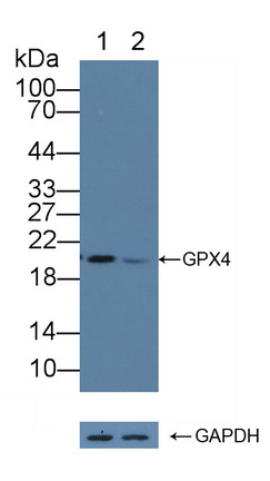 Polyclonal Antibody to Glutathione Peroxidase 4 (GPX4)