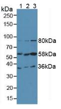 Polyclonal Antibody to Fibrinogen Like Protein 1 (FGL1)