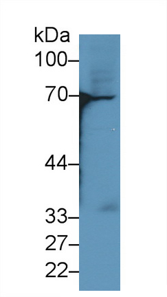 Polyclonal Antibody to Heat Shock 70kDa Protein 2 (HSPA2)
