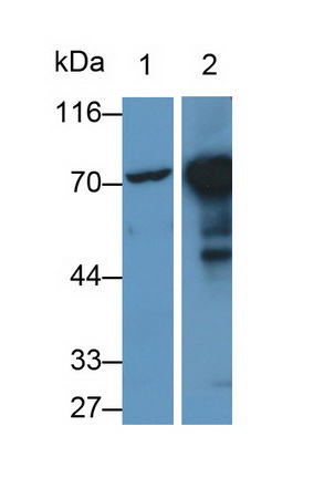 Polyclonal Antibody to Heat Shock 70kDa Protein 2 (HSPA2)